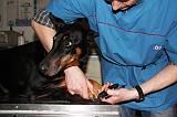 GRIFFES - DOBERMANN 047